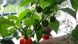 Chilli plant update - It's all coming to an end with ripe Scotch Bonnets... August 2013