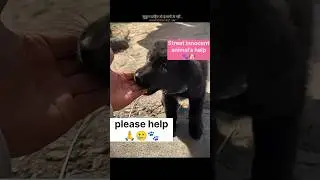 Ye Nanha Puppy Sirf Pyaar Chahta ❤️🐾🐶#india