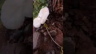 Wild Forest Mushroom #viral #shorts #life