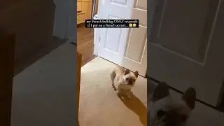 Самый &laquo;французский&raquo; бульдог на свете 🤣🤣