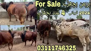 Brahman Cross Bachray For Sale | pure Brahman Bachra For Sale | Brahman Breed in Pakistan Brahmanbul