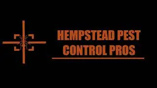 Hempstead Termite Exterminator | Termite Exterminator  Service in Hempstead NY