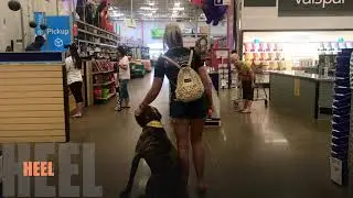 1 Year Old English Mastiff | Best Mastiff Dog Training Oklahoma | Board and Train