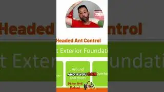 Big Headed Ant Control: Baiting & Exterior Tips