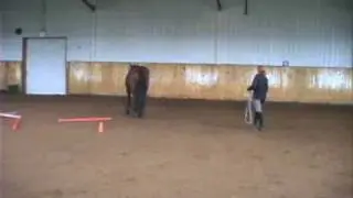 Horse Personality Video
