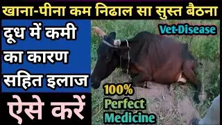 पशु खाना पीना कम नीढाल सा सुस्त बैठना दूध में कमी का कारण सहित इलाज||Khana-Pina kam Dud mein kami