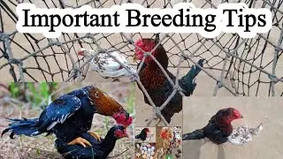 Chicken Breeding Tips | Dr ARSHAD
