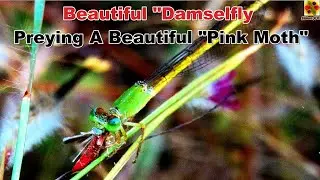 Damselfly. 
