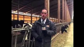 Cow blooper