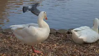 Nikon d7500 4k geese