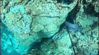 @austin_hawaii Using The @evolvediving Three Prong
