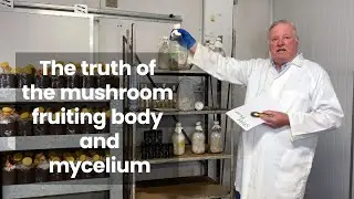 The truth of the mushroom fruiting body and mycelium