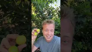Домашний лаймовый пирог!