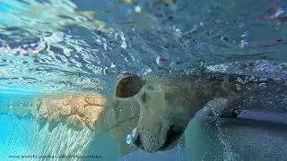Golden Retriever's Rock Diving Fun Is Interrupted By Great Dane Puppy
