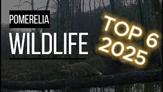 The best of 2025 - najlepsze nagrania minionego roku.