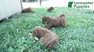 Happy Mini Labradoodle Puppies