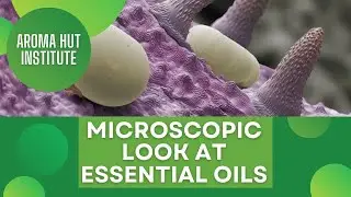 Microscopic Look at Essential Oils | How Essential Oils Are Made