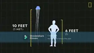 Kerem Kılı&ccedil;gedik(Jellyfish 101 National Geographic)