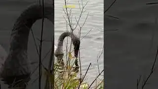 Feeding style of Swans! #birdbehavior #nature #feeding #birding #swan #trumpeter #godeep #babies