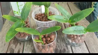 Semi hydroponics for orchids l Leca beads inorganic media