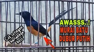 CARA PERAWATAN HARIAN MURAI BATU DUBUR PUTIH ~ EXORJM