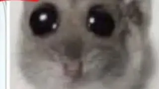 Scitzo update??