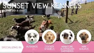 Furry Babies Breeder: Sunset View Kennel (2019)