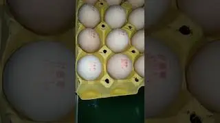 Online Inkjet Printer High-Definition Print Information on the Egg.