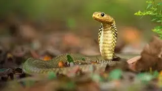 Venomous Javan Spitting Cobra (Naja sputatrix) in Komodo national park in Indonesia