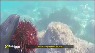 Oursin : le piquant du sud - La Quotidienne la suite