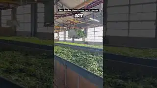 Tea manufacturing process #shorts  #shortvideo #explore #foryou