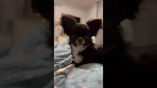 #ася #puppy #чихуася #чихуахуа #chihuahua #chihuahuababy #малышка #прикол #животные