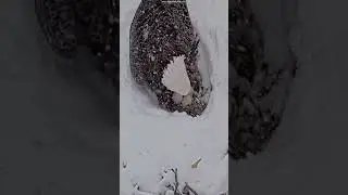 🦅samica & 🥚🥚🥚w śniegu ❄️❄️❄️