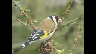 Stieglitz Distelfink Fink Finken Vogel V&ouml;gel Singvogel bird sparrow beim futtern