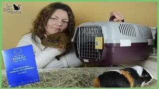 CÓMO VIAJAR CON COBAYAS, CONEJOS O CHINCHILLAS | COMO TRANSPORTARLOS O VISITA AL VETERINARIO
