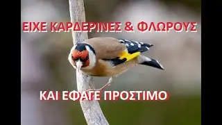 ΕΙΧΕ ΚΑΡΔΕΡΙΝΕΣ & ΦΛΩΡΟΥΣ ΚΑΙ ΕΦΑΓΕ ΠΡΟΣΤΙΜΟ ΑΠΟ ΛΑΘΟΣ