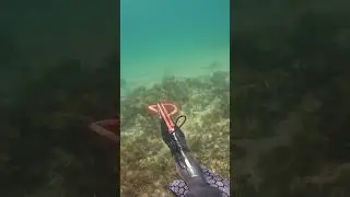 #fishing #spearfishing #morwong