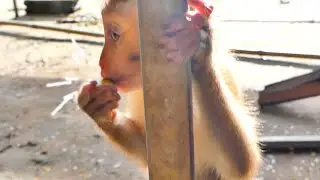 So pity...When here the sound of baby monkey SACKY is low like this.