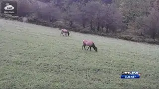 Elk Cam Goes Live