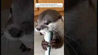 I Found a Crying Baby Otter in the Rain&hellip; And Helped Him Swim Back Home #shorts