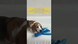 Wb: 145725970 игрушка с видео 🐙🧸 #animalmemes #собака #beagle