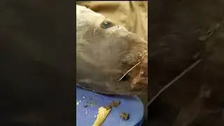 Random Dissection Quotes