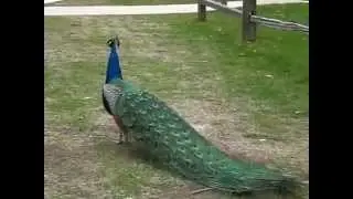 Pav&atilde;o cantando