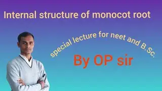 Internal structure of monocot root (Zea May's)