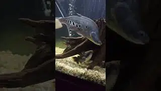 Я получил нож-клоуна для Моби!