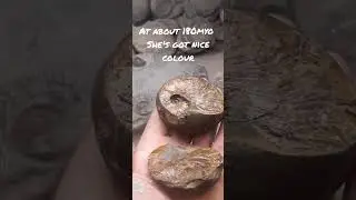 An unexpected pseudo. #fossilfinds #fossilhunter #fossilprep #fossilflip #ammonite #fossils #whitby