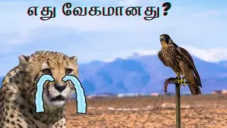 Which is the Fastest of World (WILL CHEETAH LOSE !)