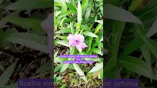 So far, Ruellia&rsquo;s rep is totally chill 💝 #flowers #love #garden #plants