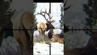 THE YELLOW BULL ELK! BIGGEST BULL IN OREGON 2025! PUBLIC LANDS! #elk #wildlife #oregon #deer