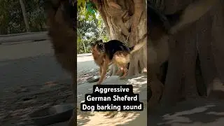Dog sound dog barking loudly || aggressive dog barking sound || #shorts #trendingshorts #viralshorts